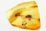 Two Detailed Fossil Flies (Dolichopodidae) in Baltic Amber #367511-1